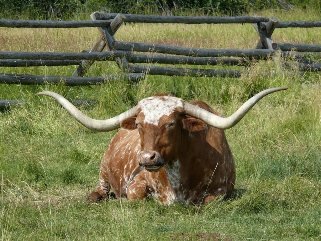 Texas longhorn