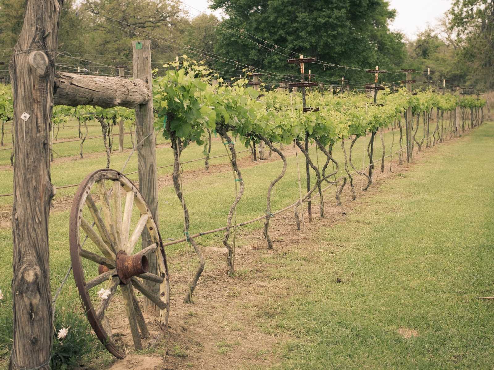 vineyard