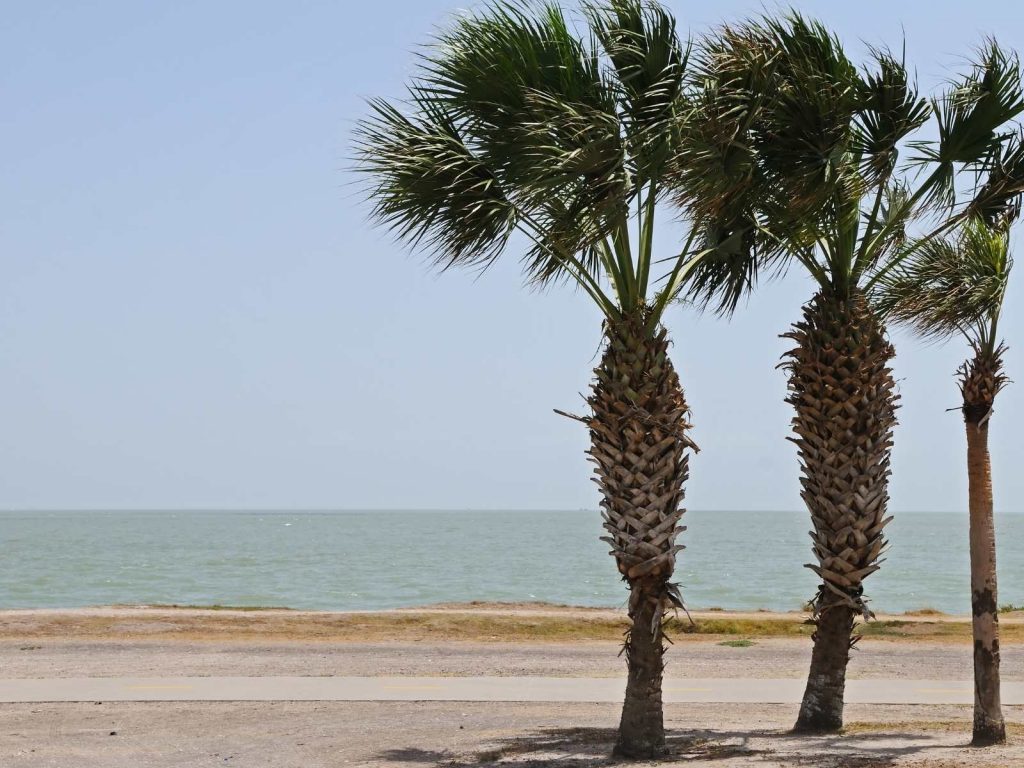palm trees on beach