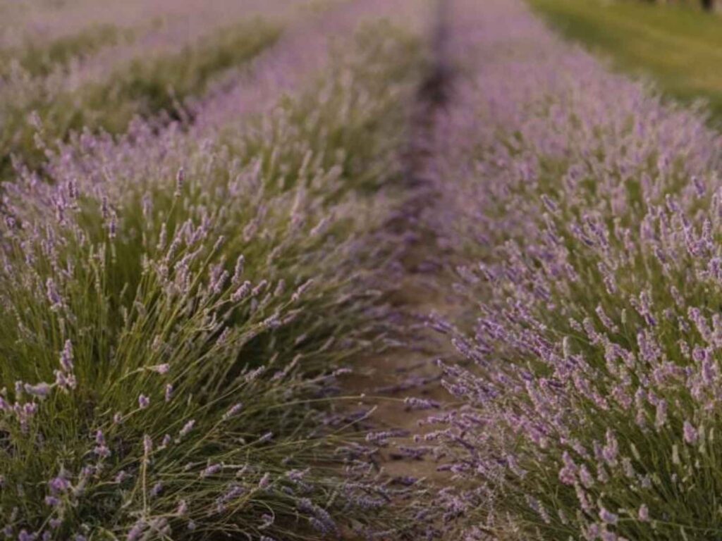 lavender