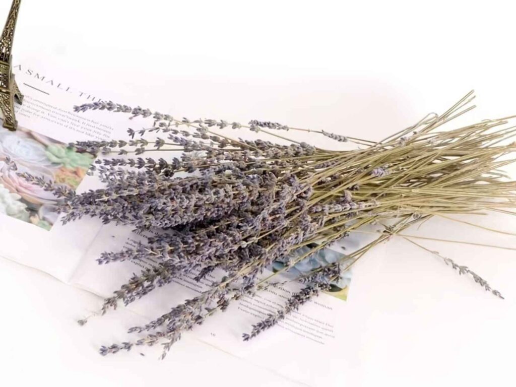 lavender