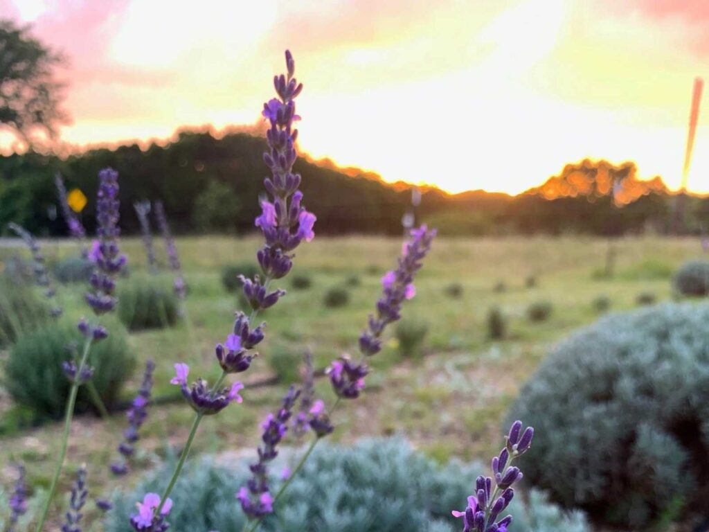 lavender