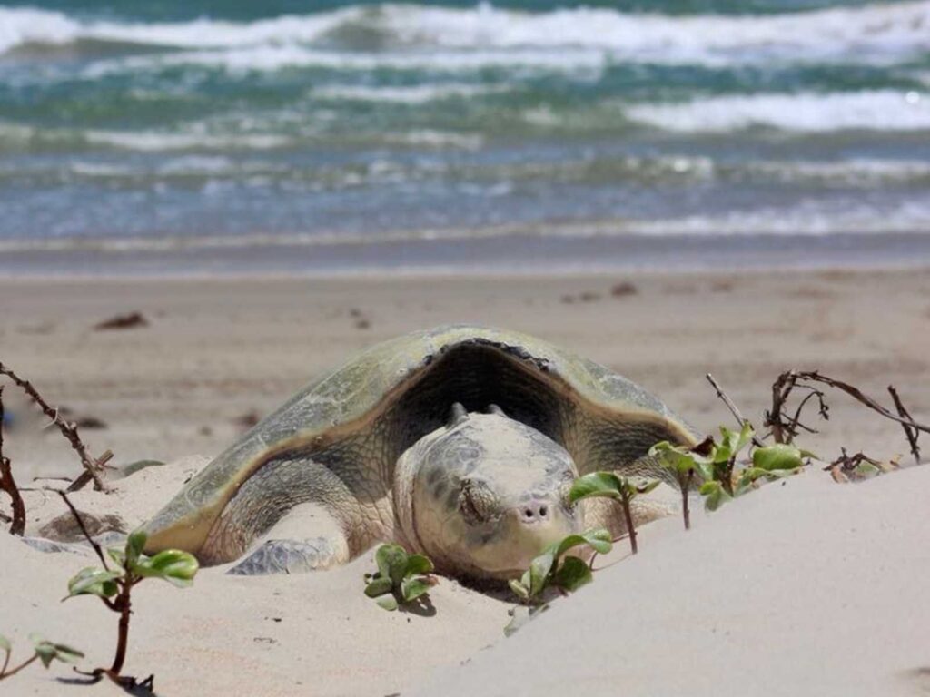 turtle on the beach