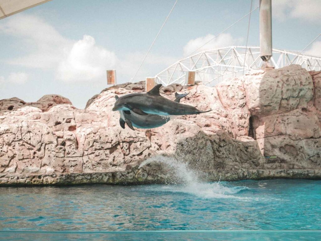 dolphins jumping at an aquarium