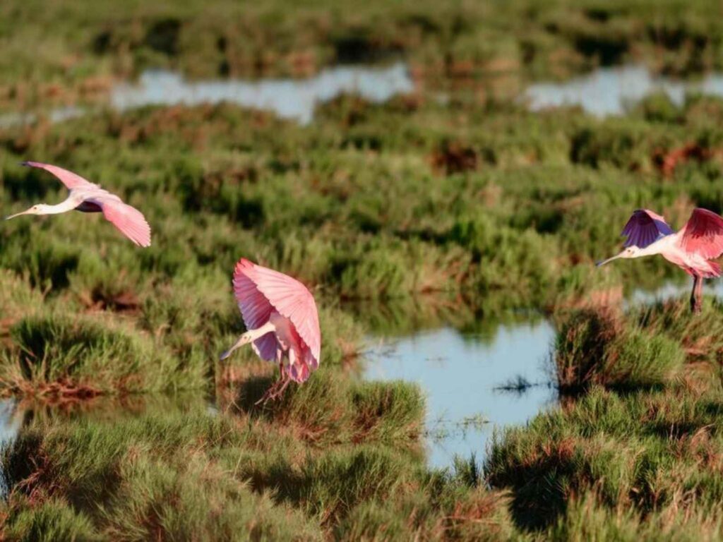 three pink birds in the marsh