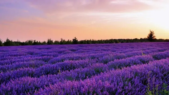 lavender field in bloom