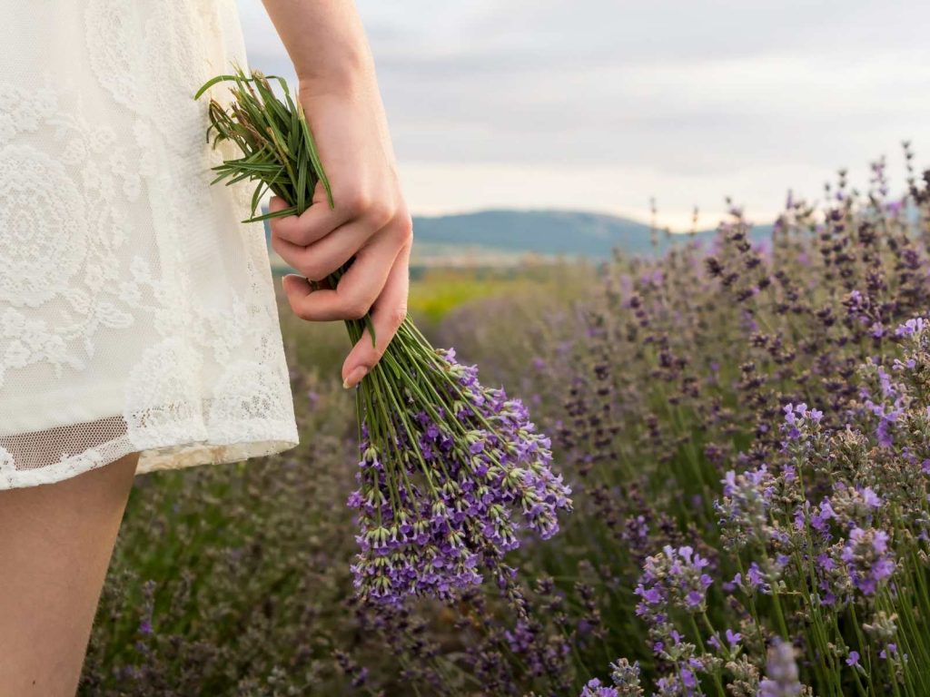 girl holding a bushel of lavender