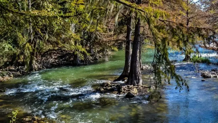 cypress trees in river in New Braunfels one of the stops when driving from Dallas to San Antonio