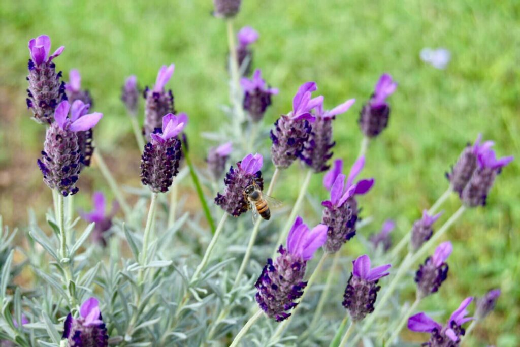bee on a piece of lavender