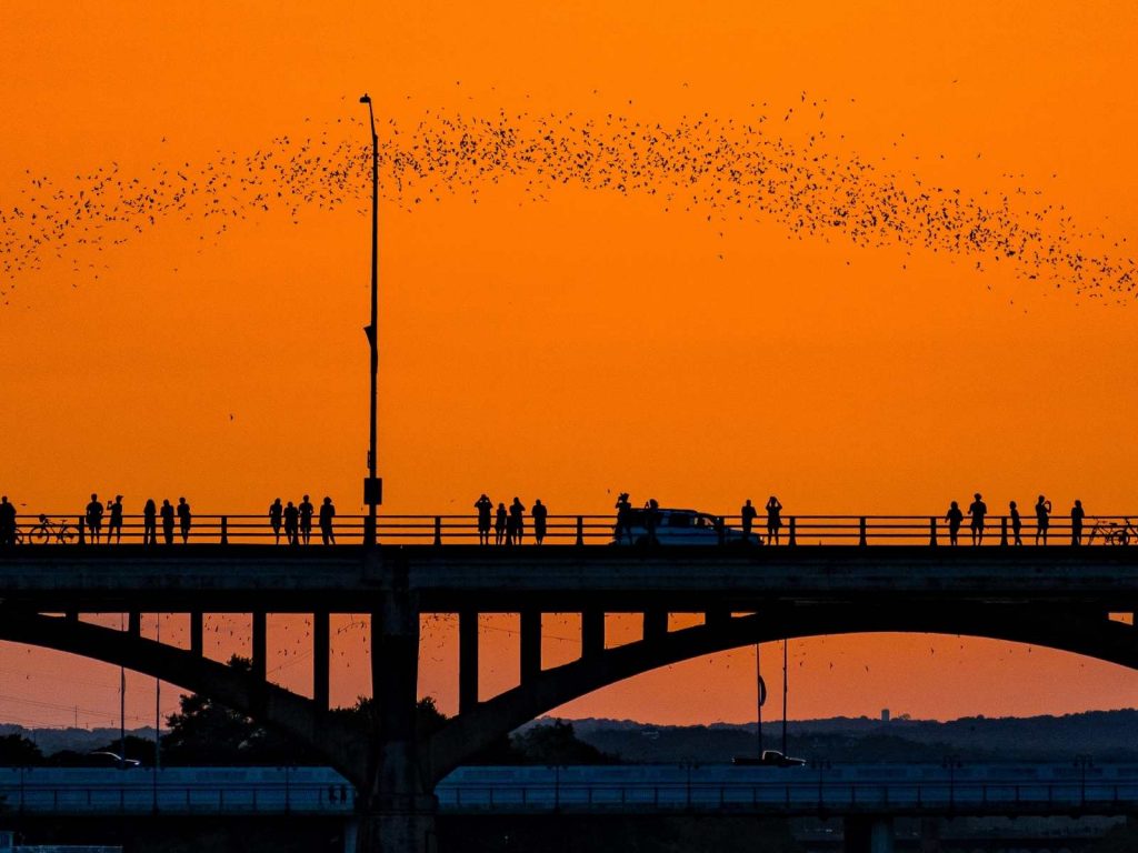 bats emerging into the sky in Austin