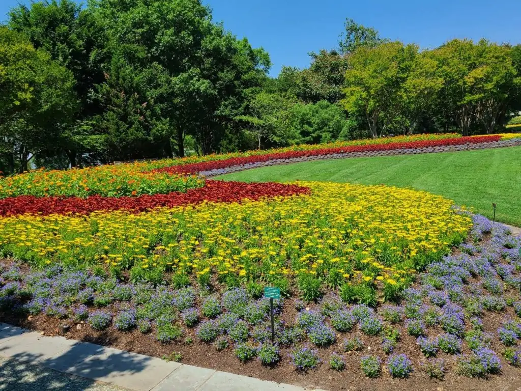 garden of flowers