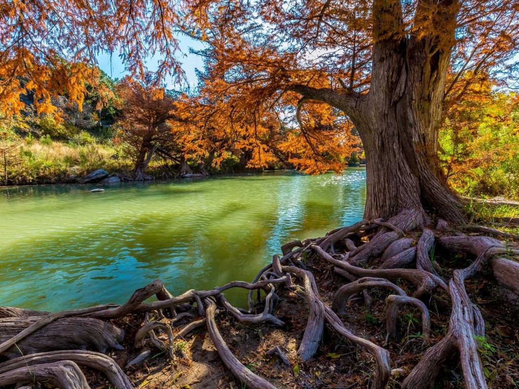 river and cypress trees in Autumn
