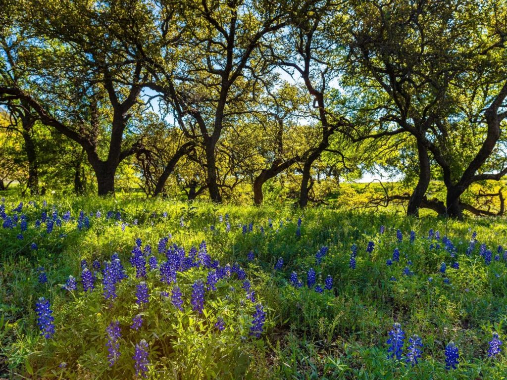 bluebonnets and trees