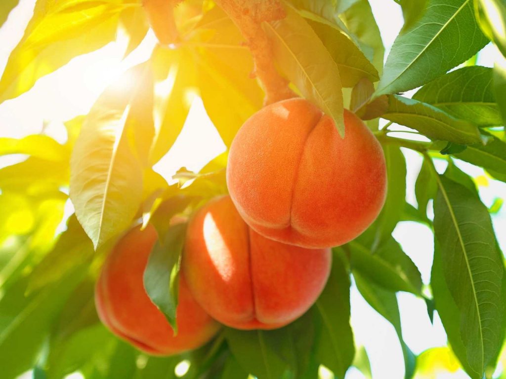 peaches on the tree