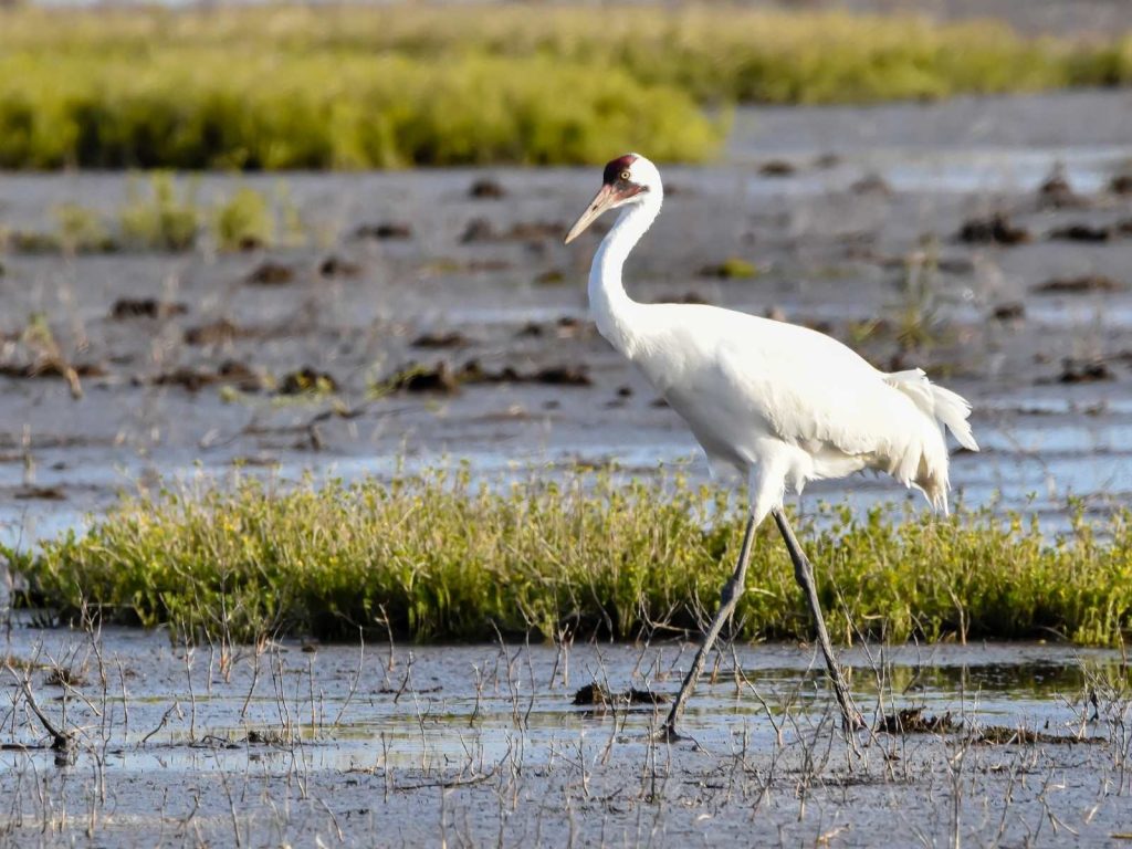 Whooping crane