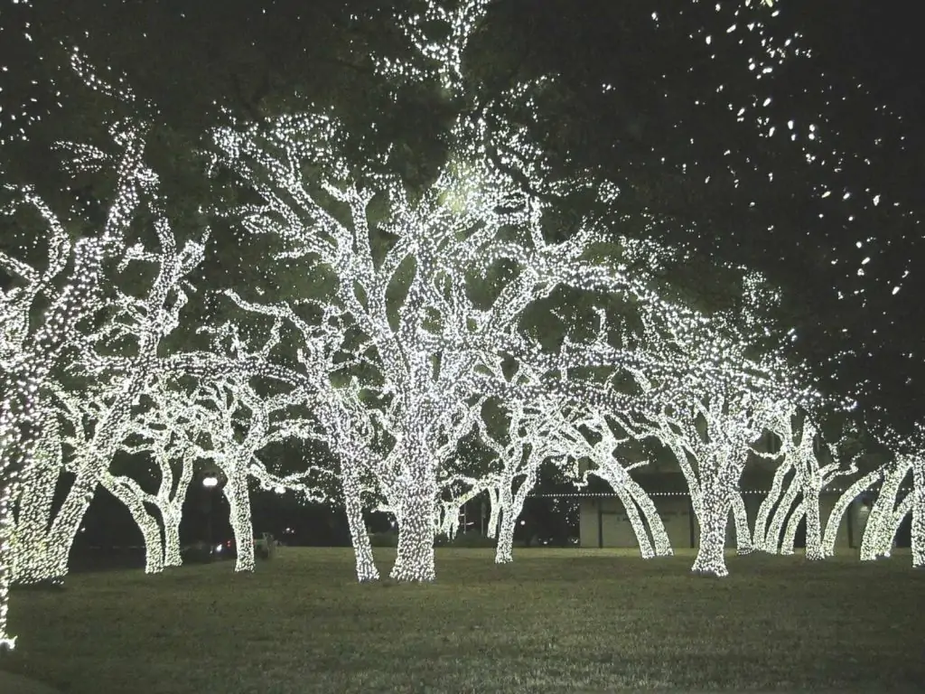 trees with lights