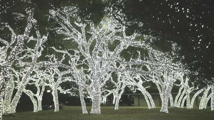 trees with lights