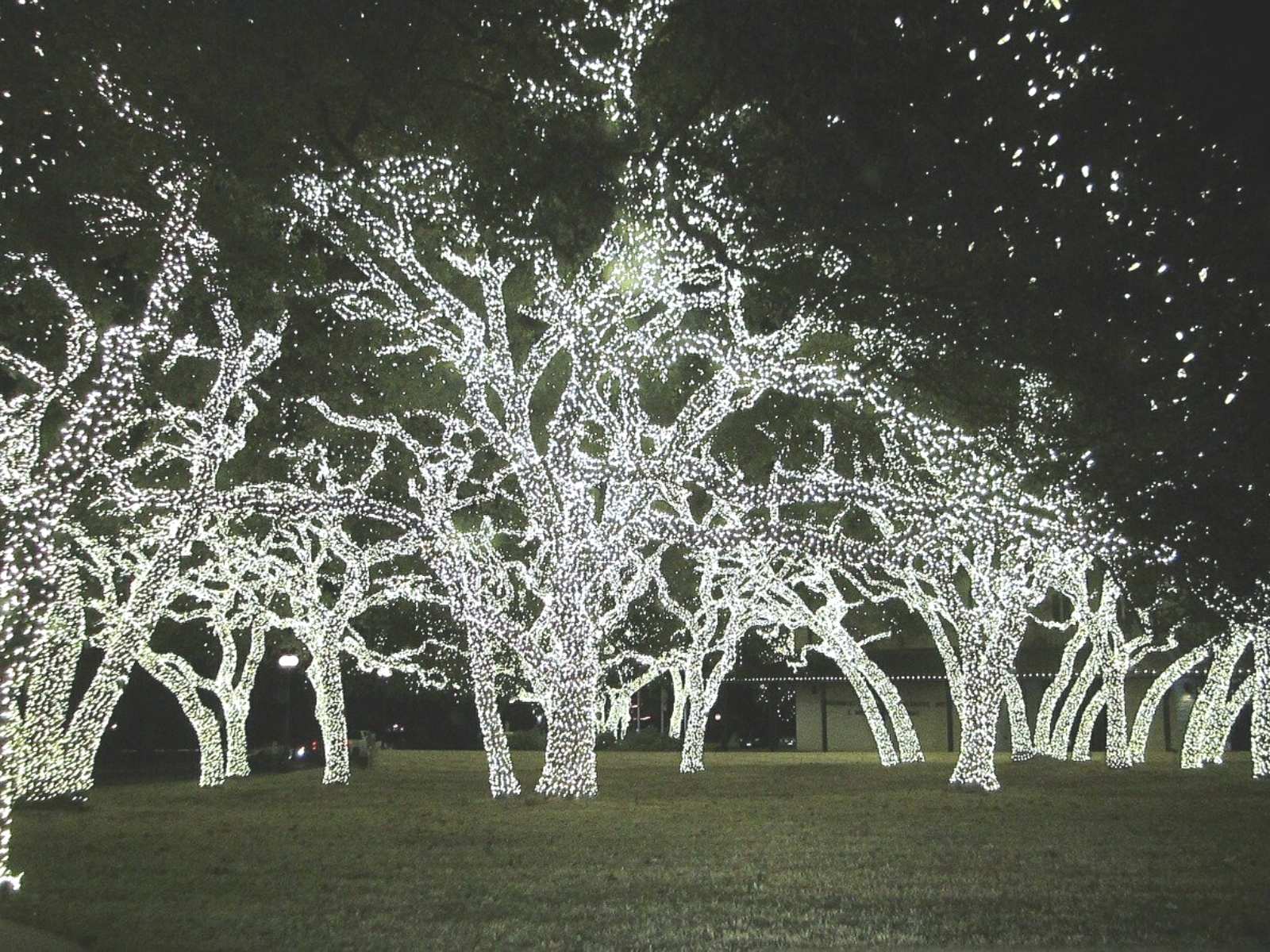 trees with lights
