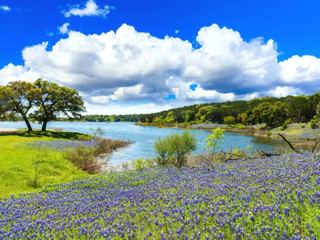 bluebonnets