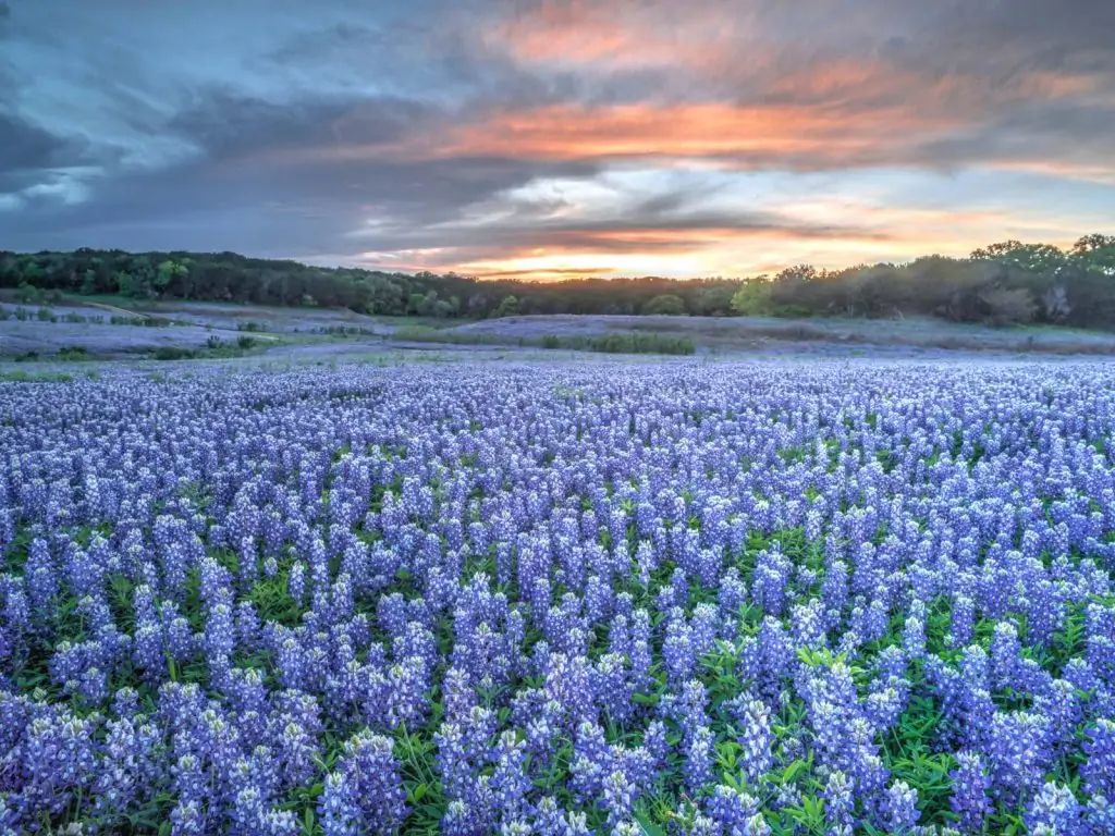 Bluebonnets in Texas