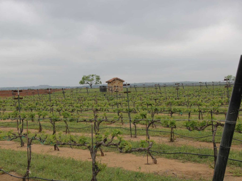 vineyard in Fredericksburg