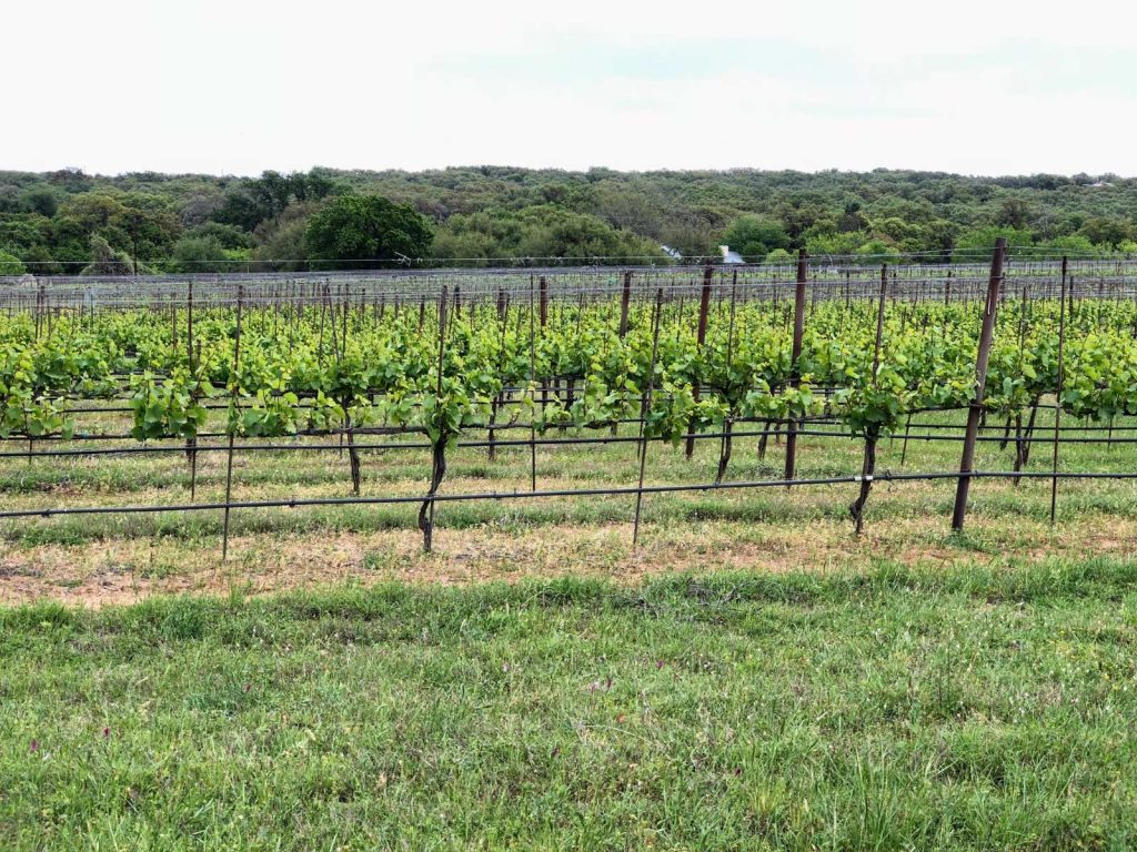 vineyard in Fredericksburg