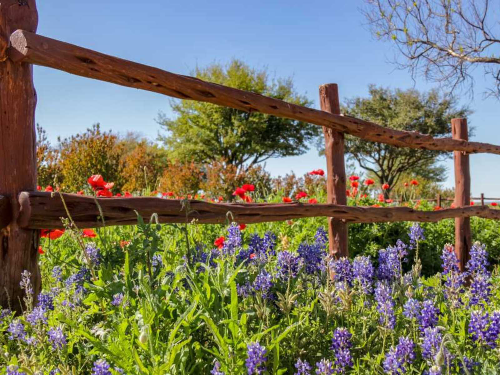 Wildseed Farm Fredericksburg