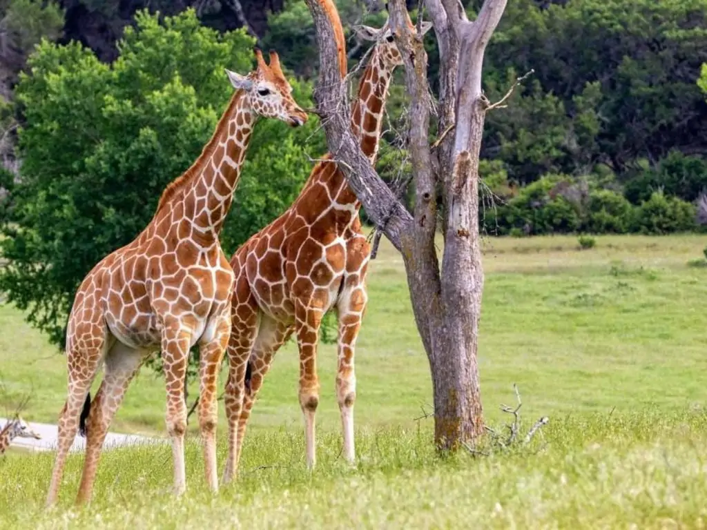 giraffes at Fossil Rim