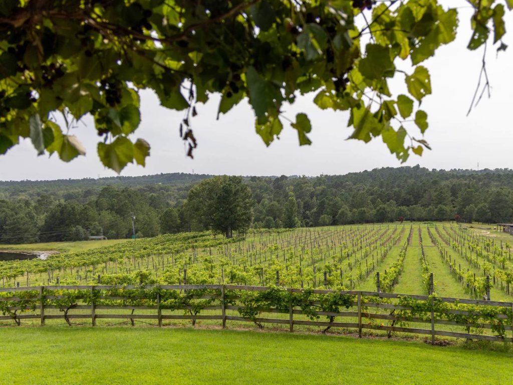 vineyard in East Texas-Enoch's Stomp