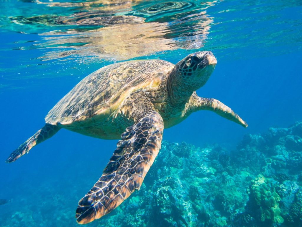 sea turtle