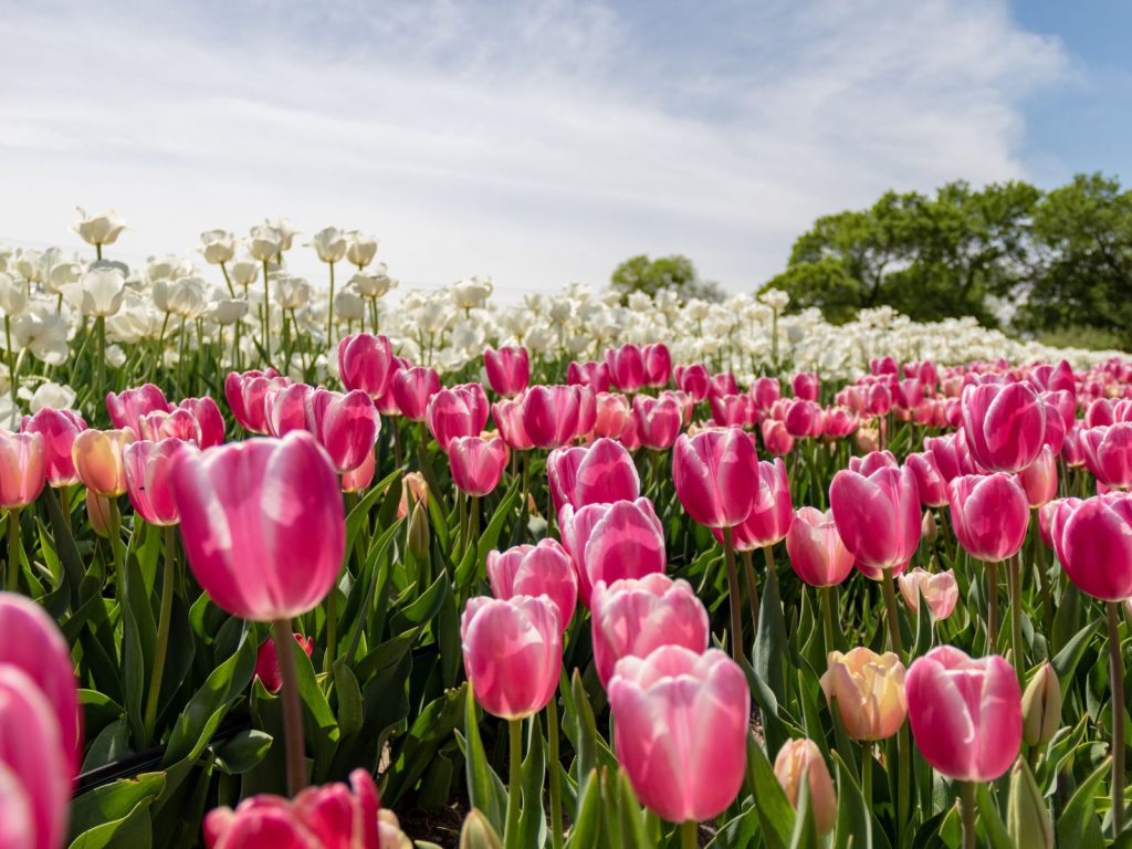 tulip field in Texas