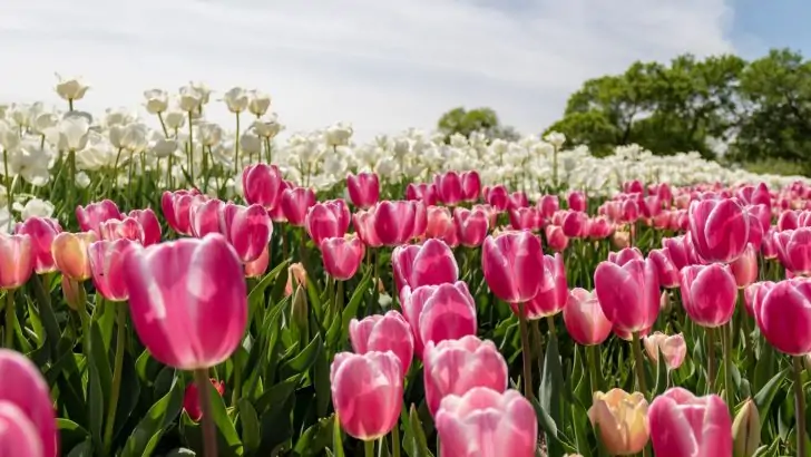 tulip field in Texas